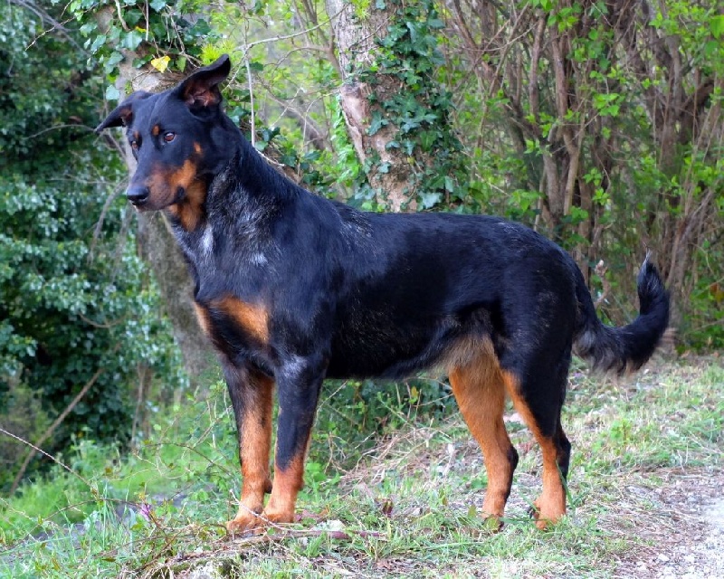 Isidore bleu des templiers de montfort
