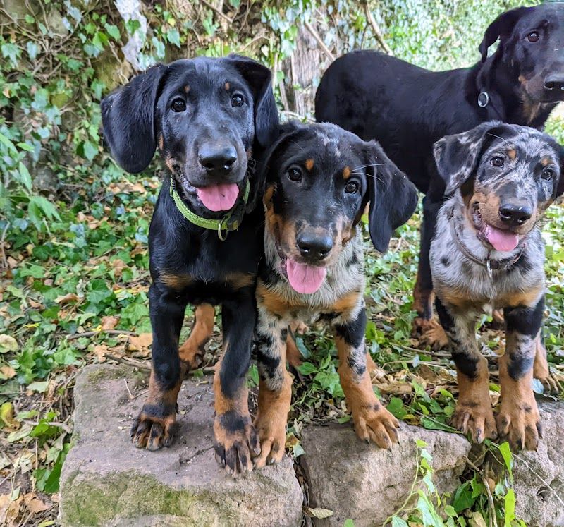 2 chiots mâles disponibles: 1 arlequin et 1 noir & feu