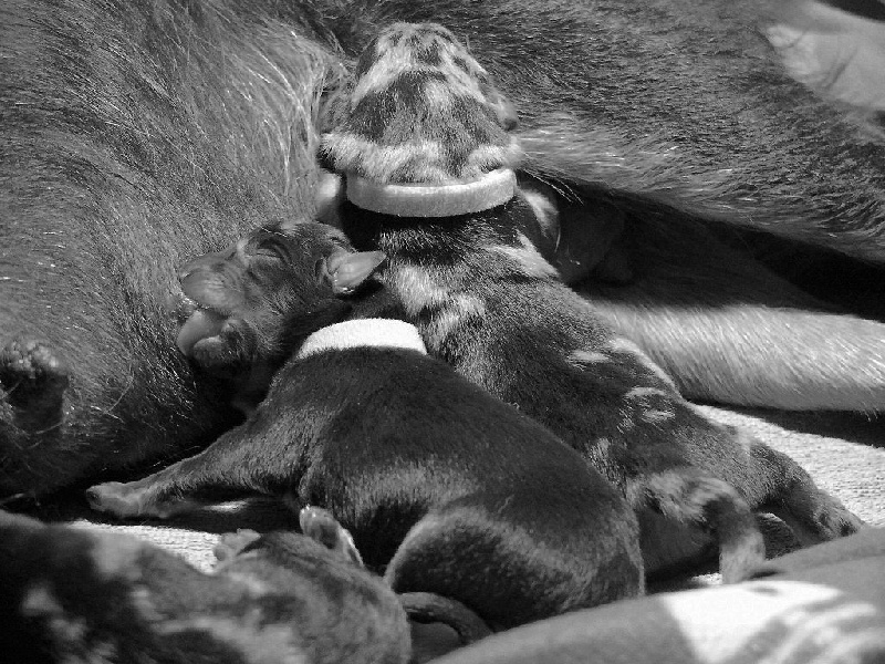Chiots 1ère semaine - portée Isi & Haixo 2016