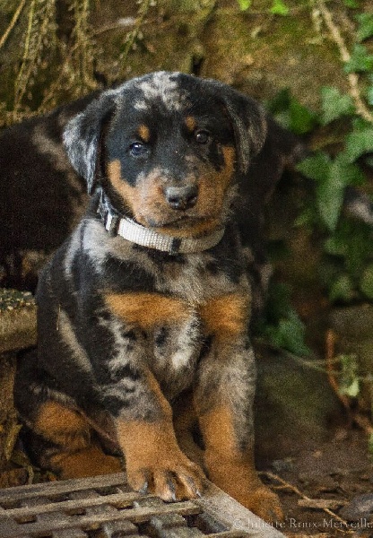 Chiots à 5 semaines - portée Isi & Haixo 2016