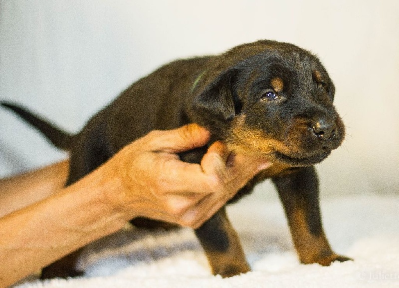 Chiots à 19 jours - portée Isi & Haixo 2016