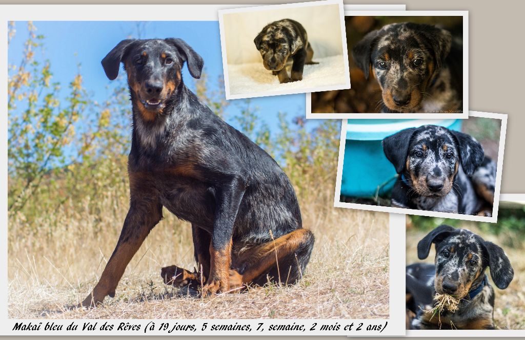 Chiots Isi&Haixo 2018 (12 jours)