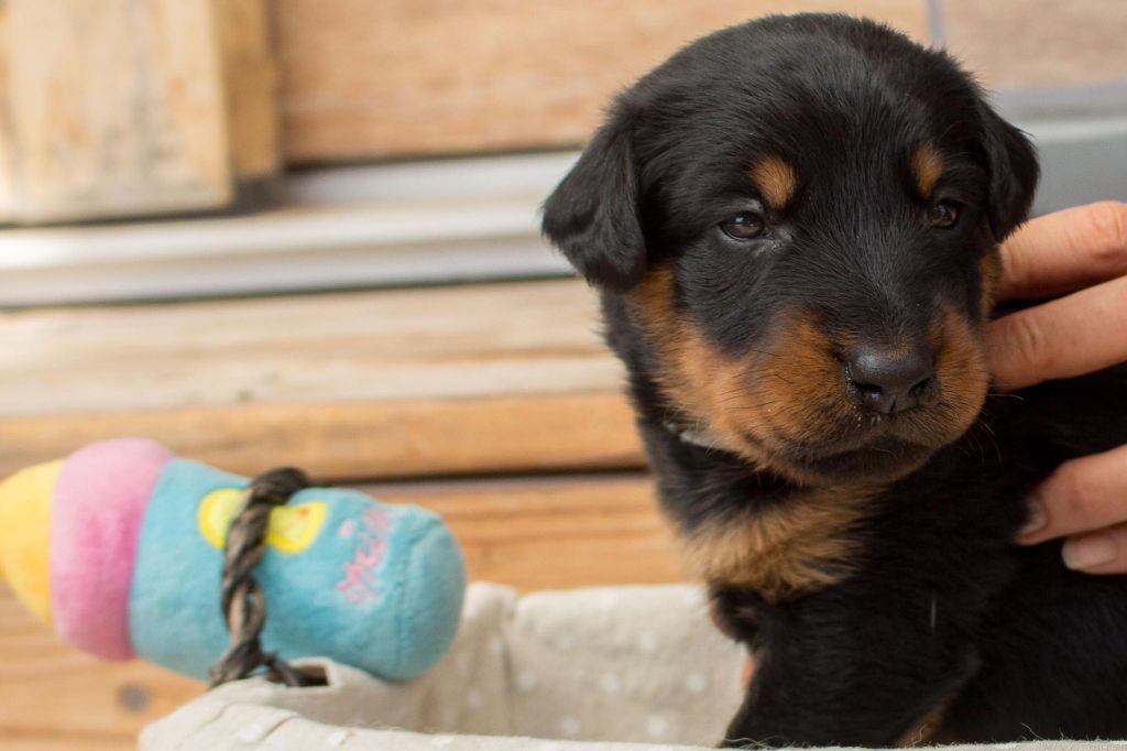 Chiots Isi&Haixo 2018 (19 jours)
