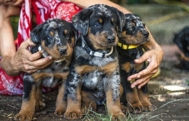 Chiot Berger de Beauce Du Val Des Rêves